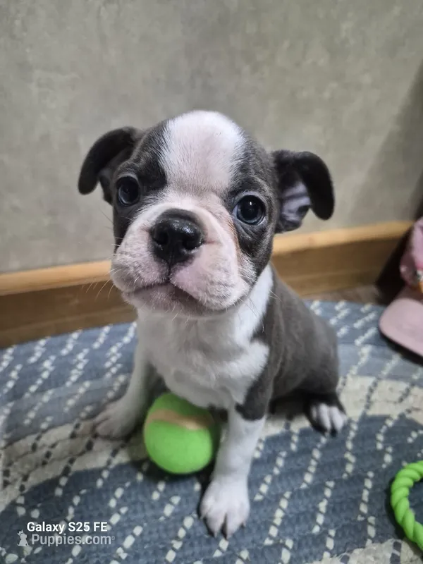 Theo – Boston Terrier puppy for sale in Mountain View, MO