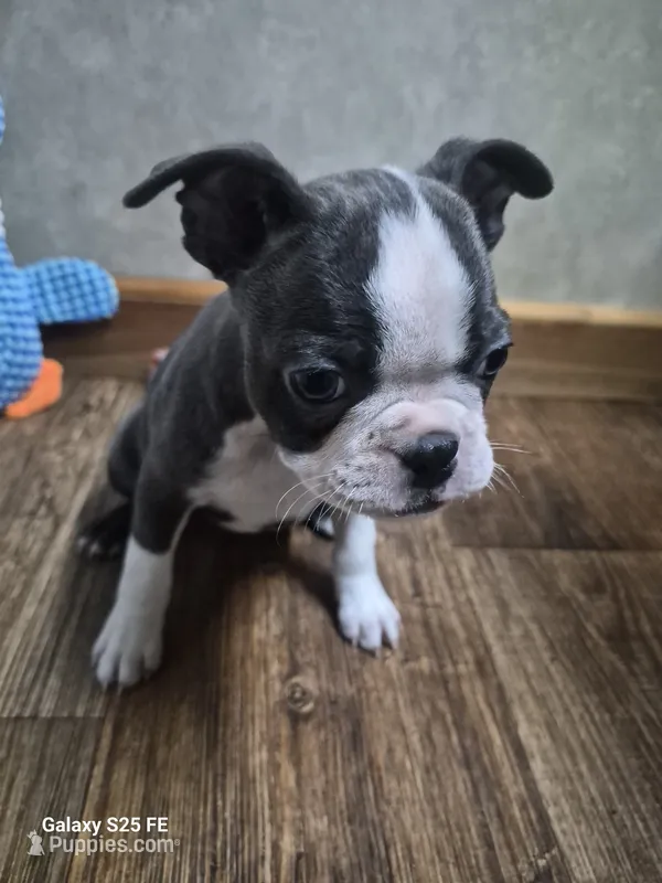 Lucy – Boston Terrier puppy for sale in Mountain View, MO