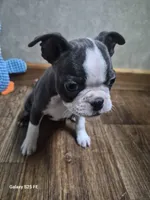 Lucy, a female Boston Terrier for sale in Mountain View, MO – 1 of 5