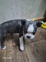 Luca, a male Boston Terrier for sale in Mountain View, MO – 4 of 7