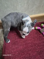 Asher, a male Boston Terrier for sale in Mountain View, MO – 6 of 6
