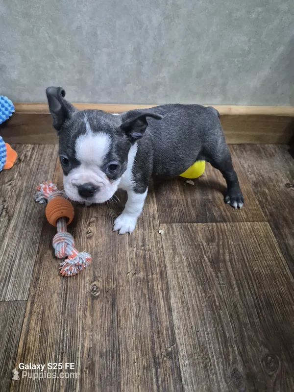 Noah – Boston Terrier puppy for sale in Mountain View, MO