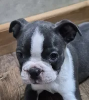 Theo, a male Boston Terrier for sale in Mountain View, MO – 3 of 8
