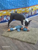 Sheila , a female Boston Terrier for sale in Mountain View, MO – 5 of 8