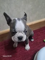 Asher, a male Boston Terrier for sale in Mountain View, MO – 3 of 6