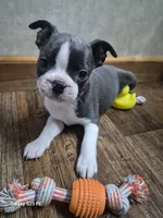 Ella, a female Boston Terrier for sale in Mountain View, MO – 5 of 7