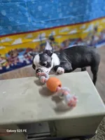 Luca, a male Boston Terrier for sale in Mountain View, MO – 4 of 7