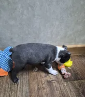 Noah, a male Boston Terrier for sale in Mountain View, MO – 2 of 8
