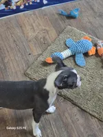 Sheila , a female Boston Terrier for sale in Mountain View, MO – 8 of 8