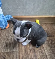 Lucy, a female Boston Terrier for sale in Mountain View, MO – 2 of 5
