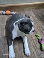 Sheila , a female Boston Terrier for sale in Mountain View, MO – 5 of 9
