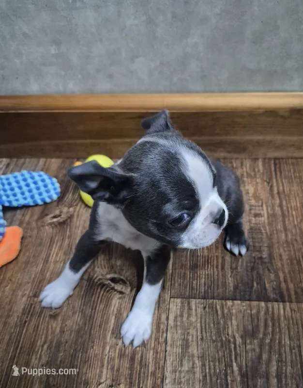 Sophia – Boston Terrier puppy for sale in Mountain View, MO