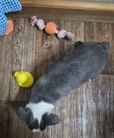 Lucy, a female Boston Terrier for sale in Mountain View, MO – 4 of 5