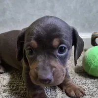 To'ak Choco, a female Miniature Dachshund for sale in Mountain View, MO – Photo 3 of 6