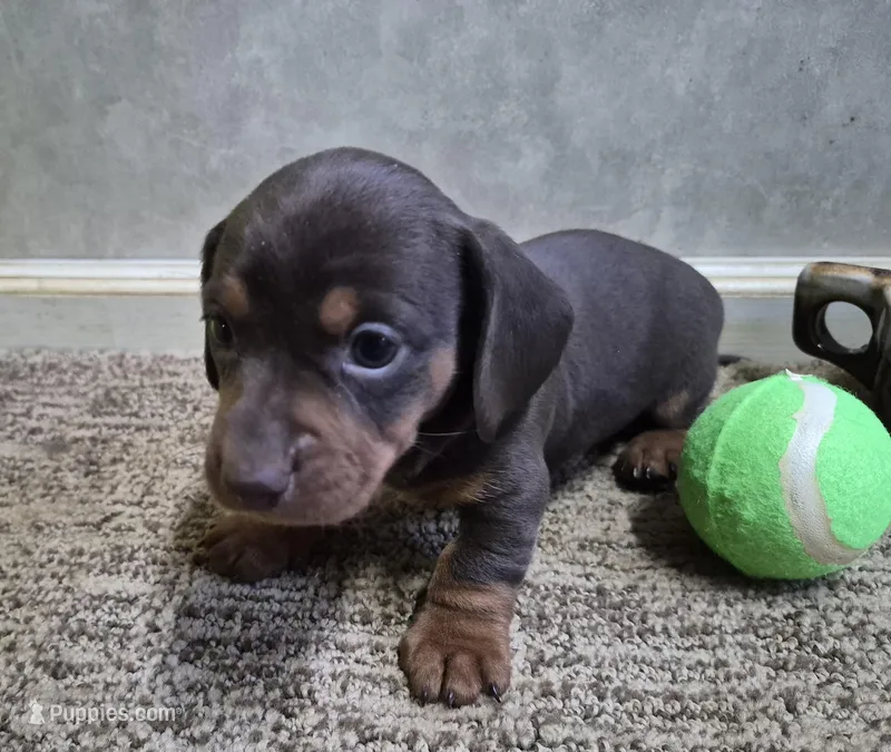 To'ak Choco – Miniature Dachshund puppy for sale in Mountain View, MO