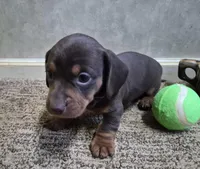 To'ak Choco, a female Miniature Dachshund for sale in Mountain View, MO – Photo 1 of 6