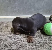 To'ak Choco, a female Miniature Dachshund for sale in Mountain View, MO – Photo 2 of 6
