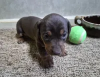 To'ak Choco, a female Miniature Dachshund for sale in Mountain View, MO – Photo 6 of 6