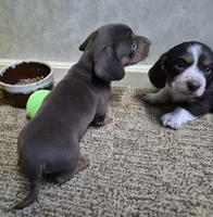 To'ak Choco, a female Miniature Dachshund for sale in Mountain View, MO – Photo 5 of 6