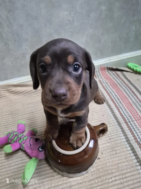 To'ak Choco – Miniature Dachshund puppy for sale in Mountain View, MO