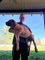 N/A, a female Cane Corso for sale in Temecula, CA – Photo 7 of 10