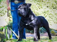 N/A, a female Cane Corso for sale in Temecula, CA – Photo 5 of 10