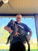 N/A, a female Cane Corso for sale in Temecula, CA – Photo 8 of 10