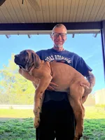 N/A, a female Cane Corso for sale in Temecula, CA – Photo 4 of 10