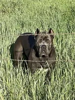 N/A, a female Cane Corso for sale in Temecula, CA – Photo 6 of 10