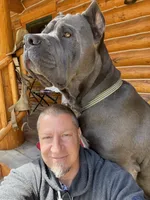 N/A, a female Cane Corso for sale in Temecula, CA – Photo 3 of 10