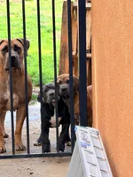 N/A, a female Cane Corso for sale in Temecula, CA – Photo 9 of 10