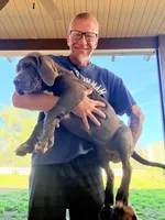 N/A, a female Cane Corso for sale in Temecula, CA – Photo 2 of 10