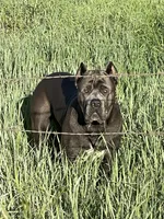N/A, a female Cane Corso for sale in Temecula, CA – Photo 10 of 10