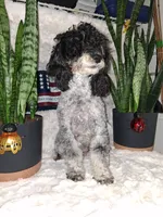 AKC Toy Female Pantom, a female Poodle - Toy  for sale in Texarkana, TX – 5 of 7