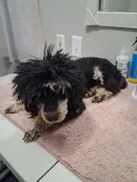 AKC Toy Female Pantom, a female Poodle - Toy  for sale in Texarkana, TX – 6 of 7