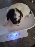 AKC Male Toy Tri/Phantom Parti , a male Poodle - Toy  for sale in Texarkana, TX – 4 of 6