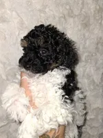 Female Phantom Parti , a female Poodle - Toy  for sale in Texarkana, TX – 4 of 10