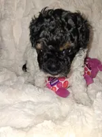 Female Phantom Parti , a female Poodle - Toy  for sale in Texarkana, TX – 7 of 10