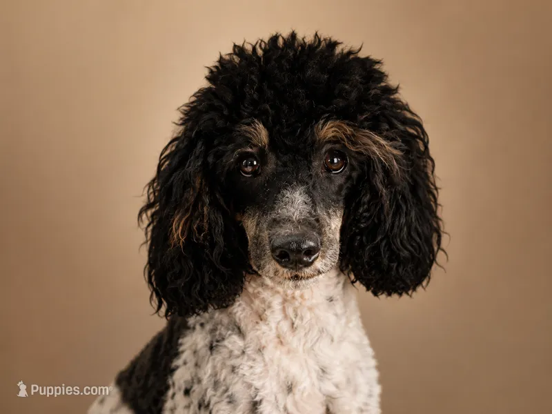 Female Phantom Parti  – Poodle - Toy  puppy for sale in Texarkana, TX