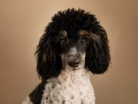 Female Phantom Parti , a female Poodle - Toy  for sale in Texarkana, TX – 1 of 10