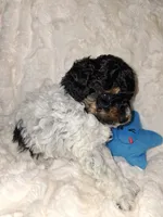 Male Phantom Parti , a male Poodle - Toy  for sale in Texarkana, TX – 10 of 10