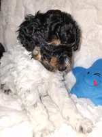 Male Phantom Parti , a male Poodle - Toy  for sale in Texarkana, TX – 9 of 10
