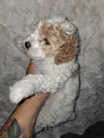 AKC Female Red Parti, a female Poodle - Toy  for sale in Texarkana, TX – 6 of 6