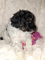 Female Phantom Parti , a female Poodle - Toy  for sale in Texarkana, TX – 10 of 10
