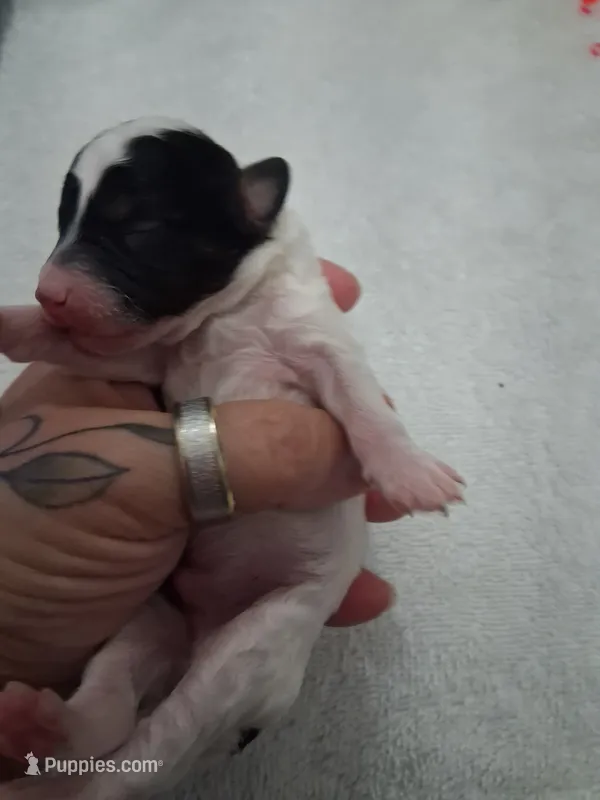 AKC Male black parti  – Poodle - Toy  puppy for sale in Texarkana, TX