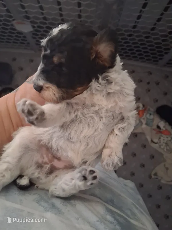 AKC Toy/Mini Phantom Parti Female  – Poodle - Toy  puppy for sale in Texarkana, TX