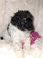 Female Phantom Parti , a female Poodle - Toy  for sale in Texarkana, TX – 9 of 10