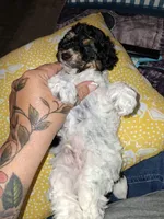 Male Phantom Parti , a male Poodle - Toy  for sale in Texarkana, TX – 7 of 10