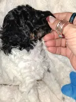 AKC Male Phantom Parti, a male Poodle - Miniature  for sale in Texarkana, TX – 3 of 4