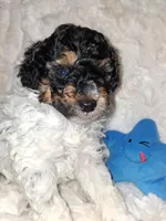 Male Phantom Parti , a male Poodle - Toy  for sale in Texarkana, TX – 5 of 10